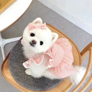 Spring/summer new pet dog dress